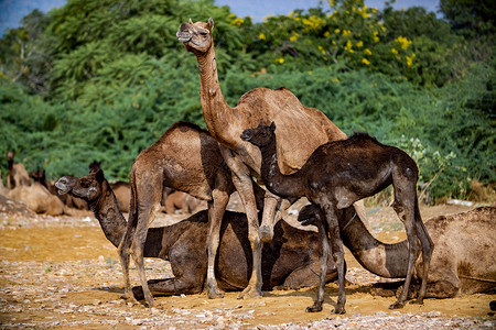 普什卡骆驼博览会喜庆的民族的高清图片