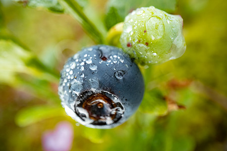 挪威自然背景下的蓝莓抗氧化剂图片