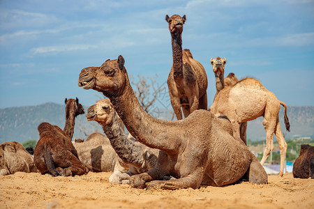 普什卡骆驼博览会传统的农业的高清图片