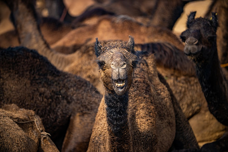 普什卡骆驼博览会东南唱诗高清图片