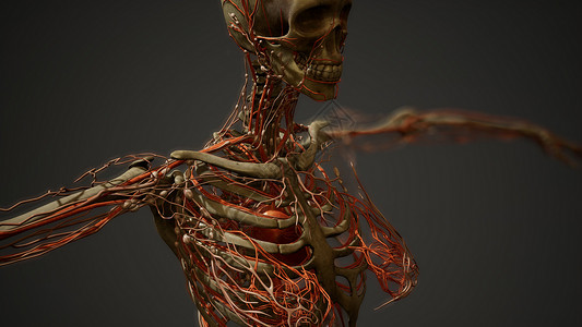 人体血管解剖图片