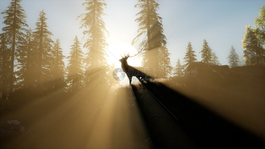 日落时山林中的鹿雄性日落时森林里的鹿雄性图片