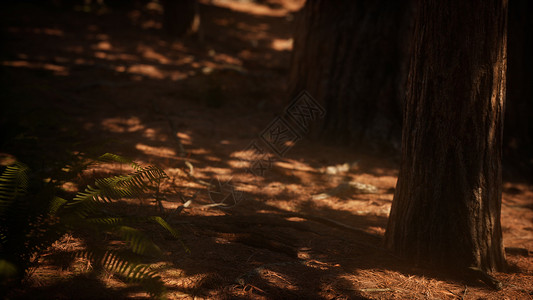 清晨的阳光照射美国加州约塞米蒂国家公园MariposaGrove的红杉树上清晨的阳光照射马里波萨林的红杉上图片