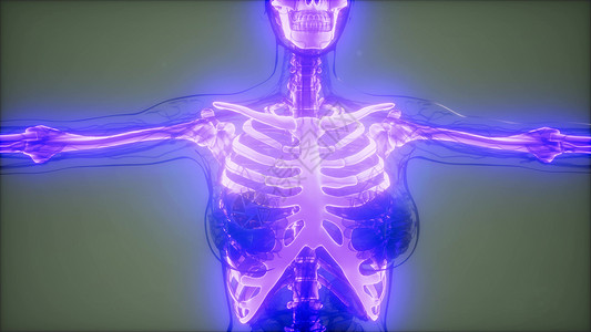 骨盆倾斜人类骨骼的医学科学片段透明的人体,有可见的骨头背景