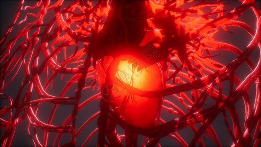 冠状动脉造影血管系统心脏背景