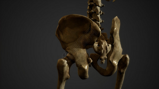 人类骨骼的骨头图片