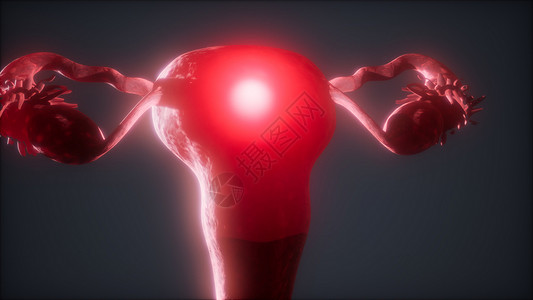 子宫健康女性生殖系统解剖动画女性生殖系统解剖学背景