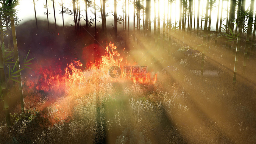 森林火灾时,风吹燃烧的竹子上图片