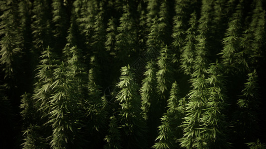 田野上长满了大麻植物图片