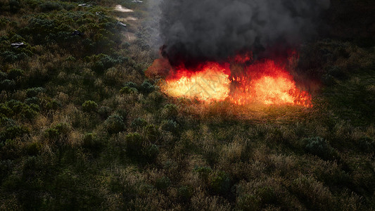 干草本植物中的红火领域高清图片素材