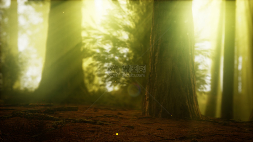 雾蒙蒙的森林里的萤火虫图片