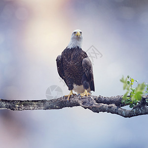 美国秃鹰栖息树上背景图片