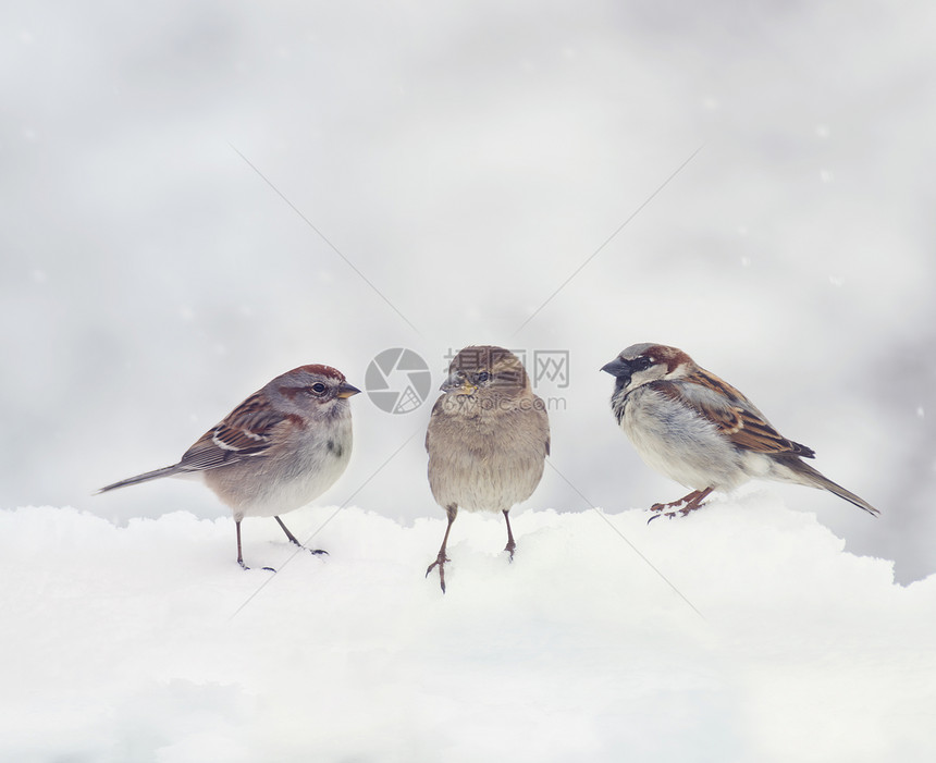 麻雀冬天坐雪地上图片