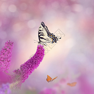 燕尾蝶以花园里的花为食背景图片