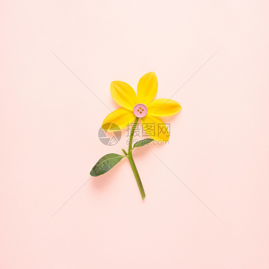 创意静物自然绿照片水仙花盛开与按钮中间的粉红色背景图片