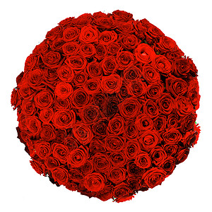 美丽的许多红玫瑰花束隔离白色的背景上红色玫瑰花束白色图片
