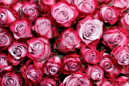 粉红色玫瑰花背景与文本粉红色玫瑰花背景背景图片
