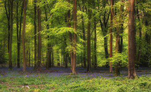 森林中生机勃勃的蓝铃花的史诗春季景观形象背景图片