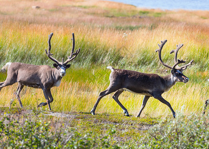 夏季挪威的驯鹿背景图片