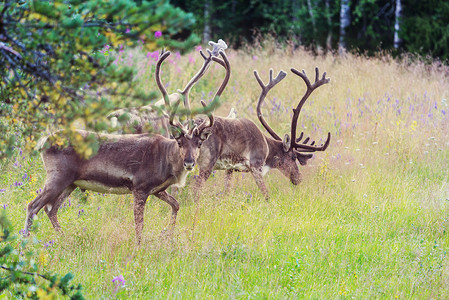 麋鹿北欧夏季挪威的驯鹿背景