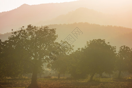 薄雾山脉背景上的橄榄树图片