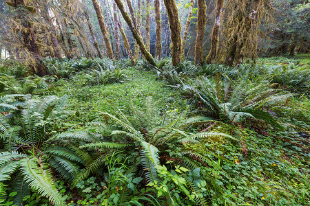 美丽的雨林奥林匹克国家公园,华盛顿,美国树木覆盖着厚厚的层苔藓图片