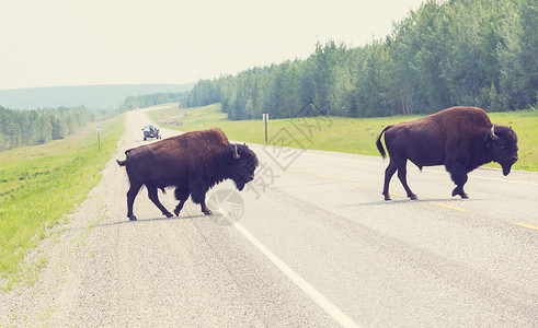 美国黄石国家公园野生水牛图片