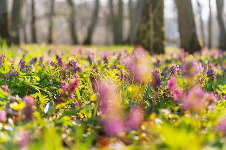 美丽的花园春天的花朵自然背景图片