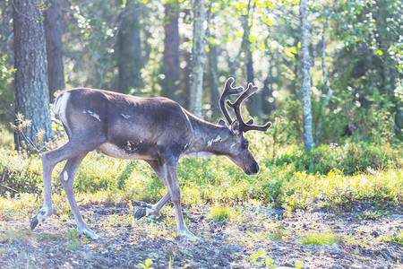 夏季挪威的驯鹿背景图片