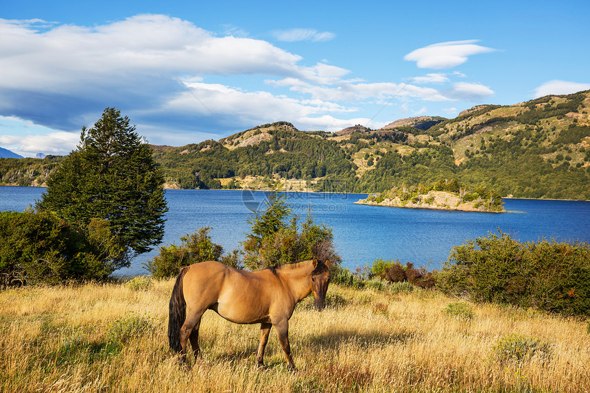 南美洲智利牧场上的马图片