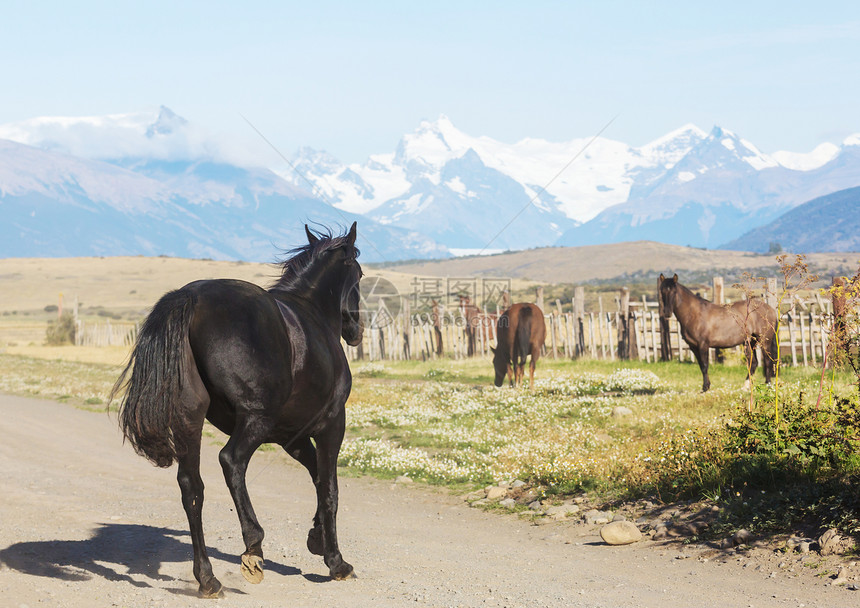 南美洲智利牧场上的马图片