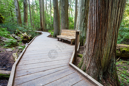 木制走道森林里的木板路背景