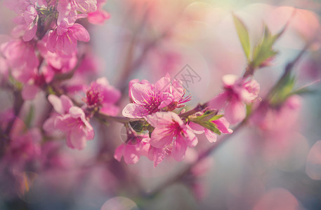 樱花春天的花园里盛开春天的背景图片