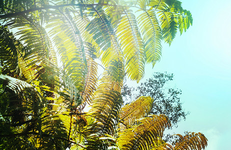 热带雨林中的巨大蕨叶夏威夷,美国图片