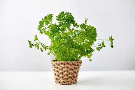 健康的饮食,园艺有机绿色欧芹药草柳条篮子桌子上桌子上柳条篮子里的绿色欧芹药草背景图片