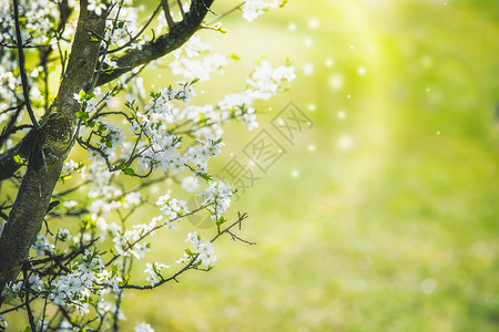 白色的樱花,花瓣飞舞,背景为草绿色春季自然背景图片