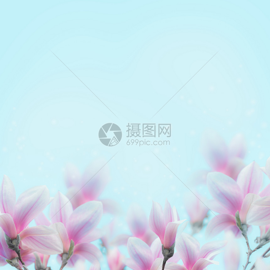 可爱的玉兰花蓝色的背景上开花春季自然图片