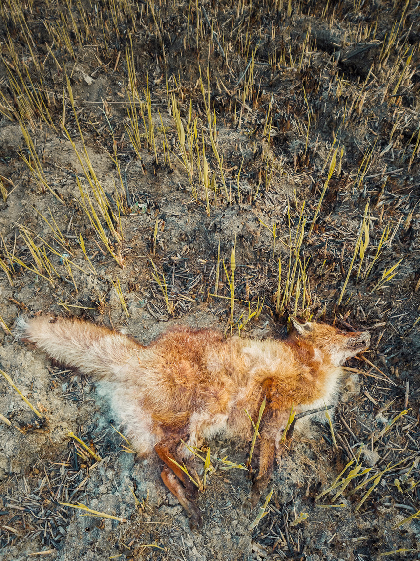 死狐因烟中,躺燃烧的地上装满了灰烬野火导致无助动物的死亡森林中的狩猎偷猎,全球变暖自然的影响图片