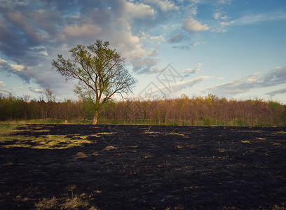 减轻灾害风险早春烧毁了森林附近片草地的植被草地火灾后地面上的暗灰危害野生动植物的自然灾害干旱季节的背景