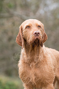 法拍房猎犬背景