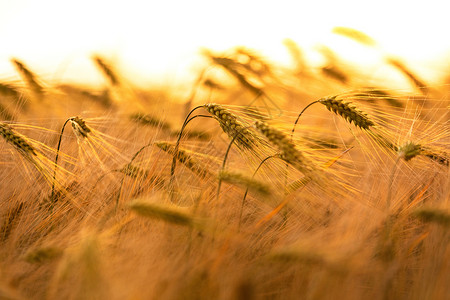 大麦嫩苗日落或日出时农场种植大麦作物的黄金田背景