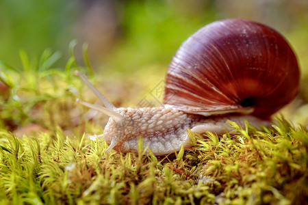 螺旋波马提亚也罗马蜗牛勃艮螺食用蜗牛蜗牛图片