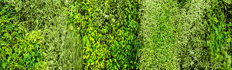 绿色的各种树蕨郁郁葱葱的植物墙上自然环境图片