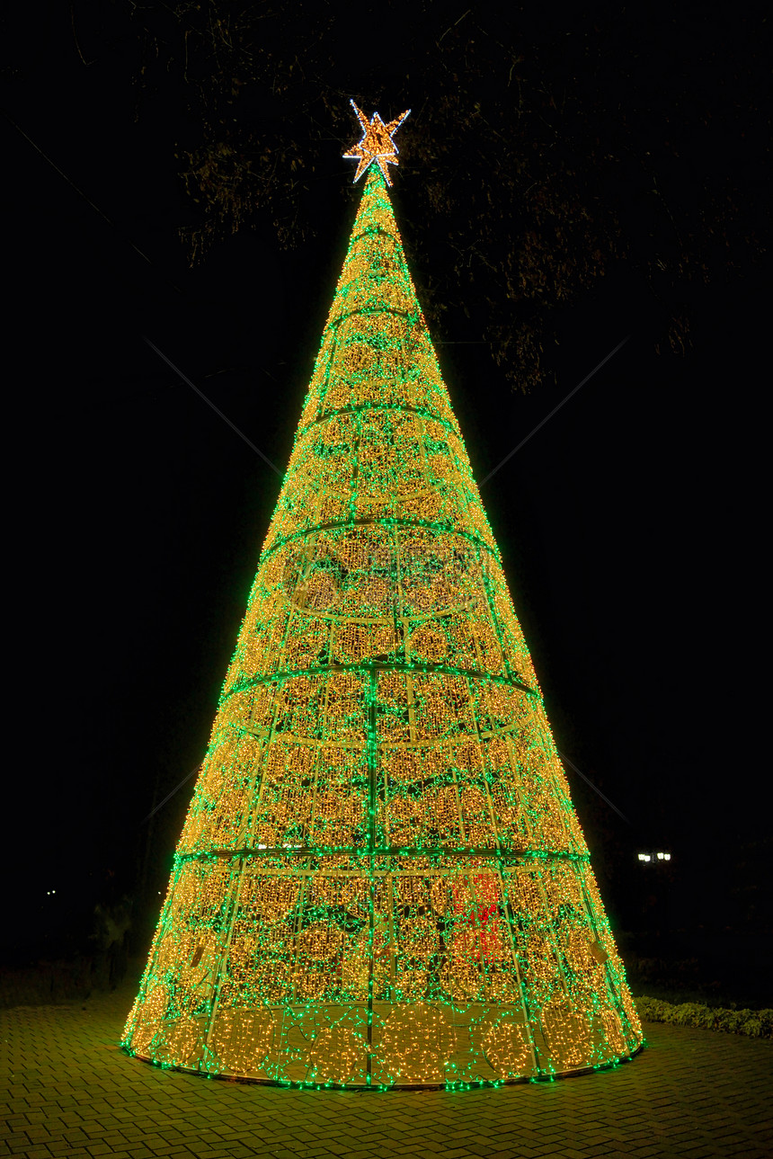 公园里的圣诞树图片