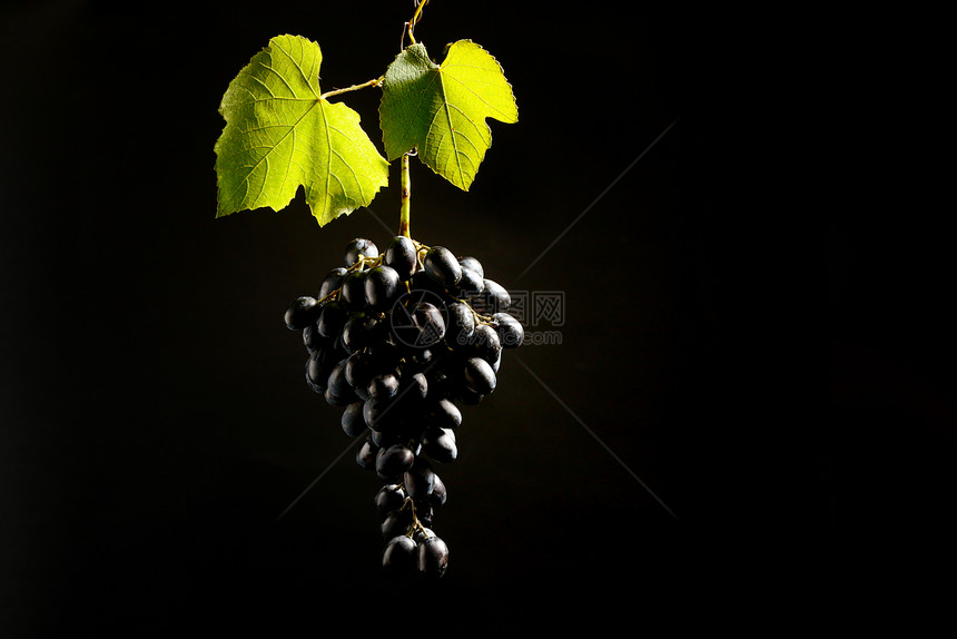 串红色的葡萄挂黑色的背景上图片