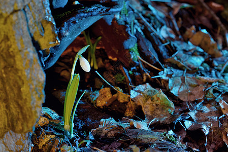 春天的第朵花,森林里的雪滴,阳光背景图片