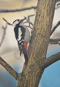 雄大斑啄木鸟树枝科主要树上早午餐图片