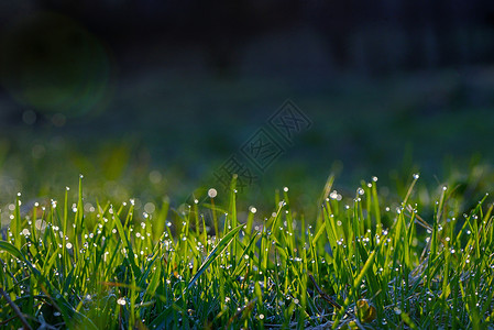 早晨露珠日出时田野上有露珠的新鲜草背景