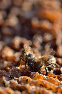 蜂巢里的蜂图片