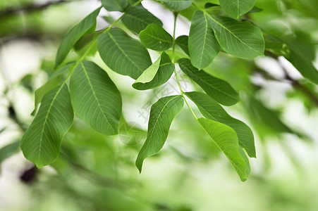 核桃枝核桃树春天背景图片